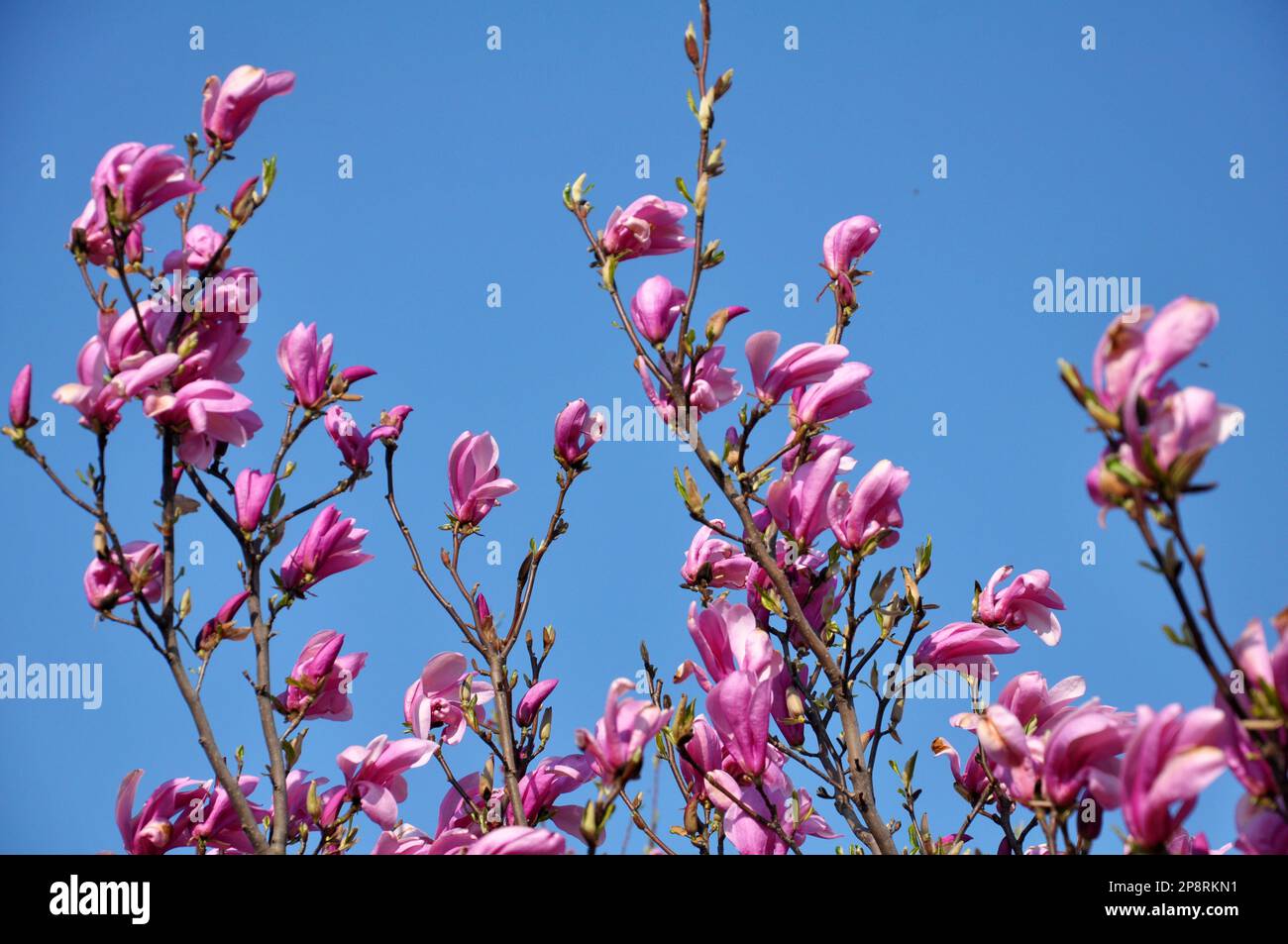 Lily magnolia hi-res stock photography and images - Alamy