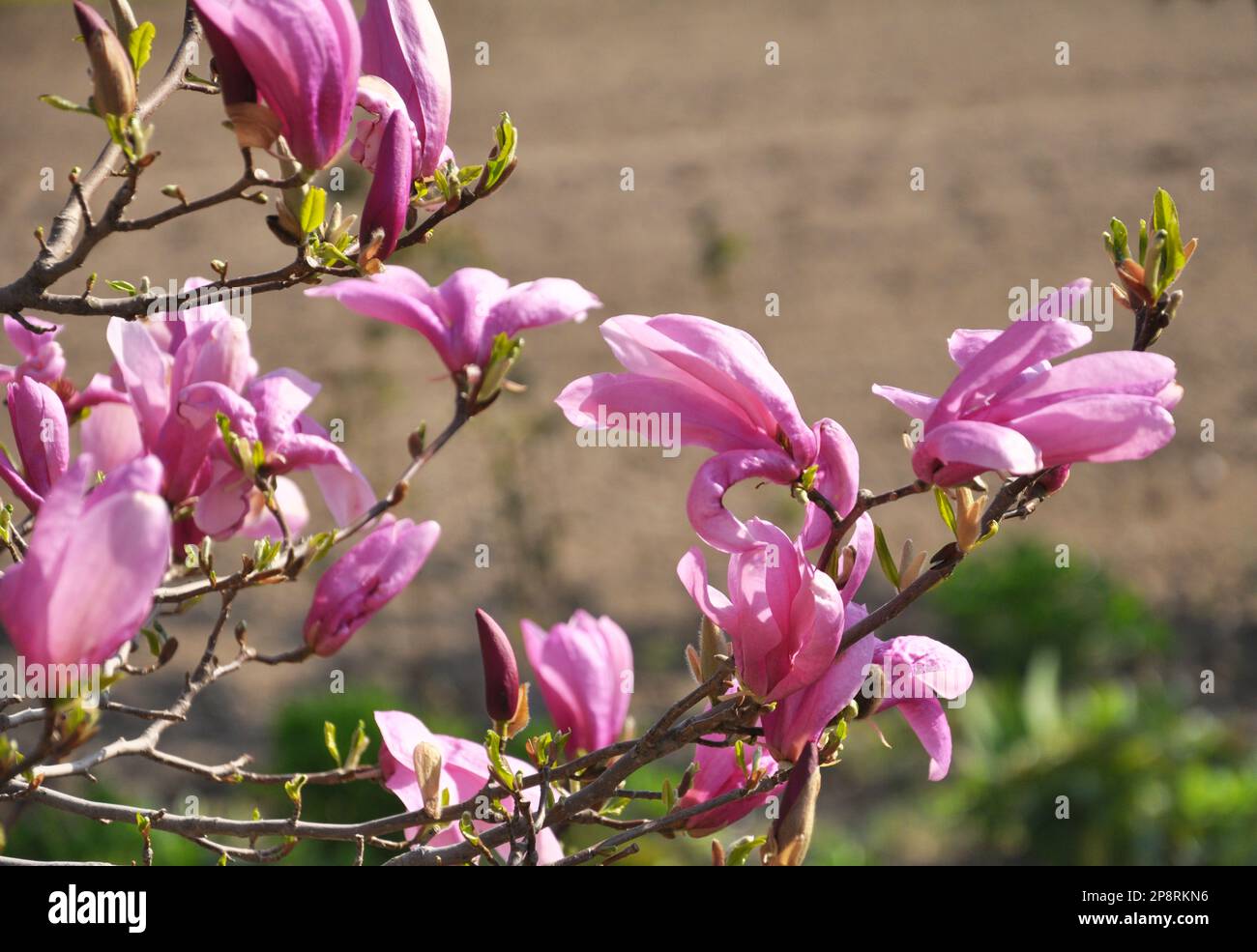 Lily magnolia hi-res stock photography and images - Alamy