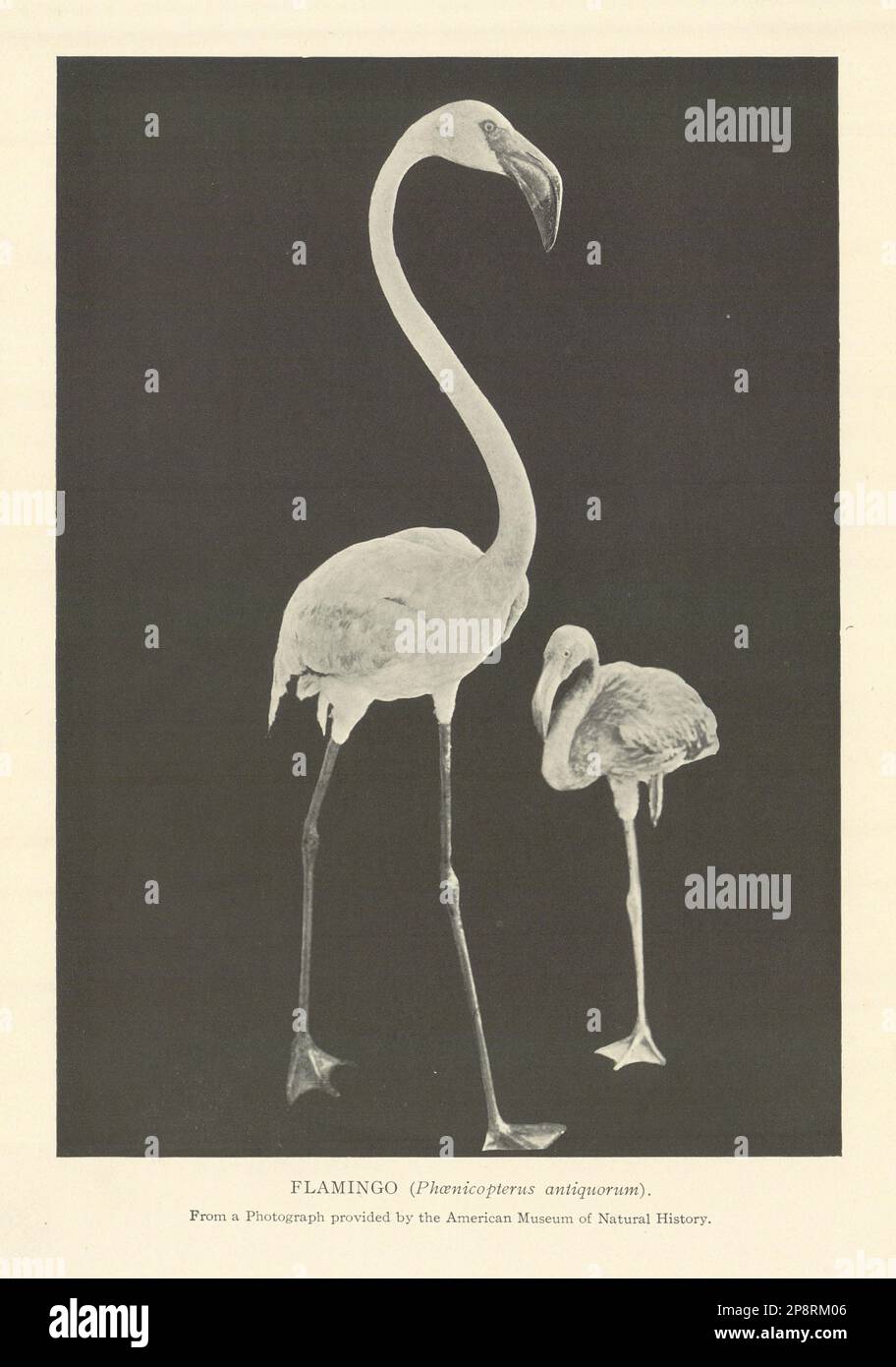 FLAMINGO (Phoenicopterus antiquorum) 1907 old antique vintage print picture Stock Photo