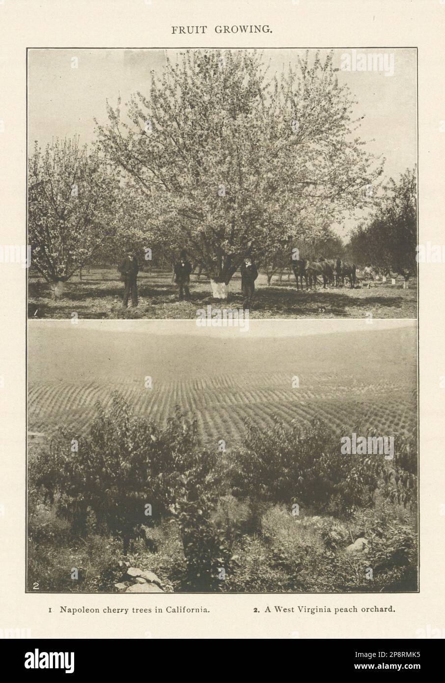 FRUIT GROWING Napoleon cherry trees California. West Virginia peach