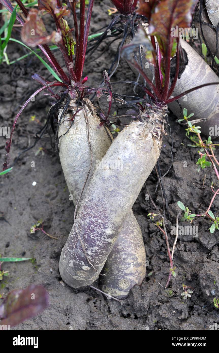 Red table beet grows in open organic soil Stock Photo
