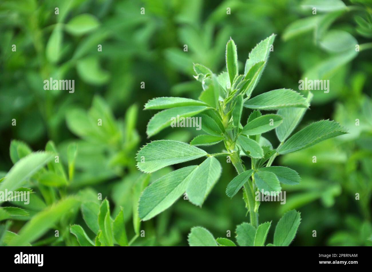 Photo inspiration: Gallery Detail: In The Spring Farm Field Young Alfalfa Grows Stock Photo