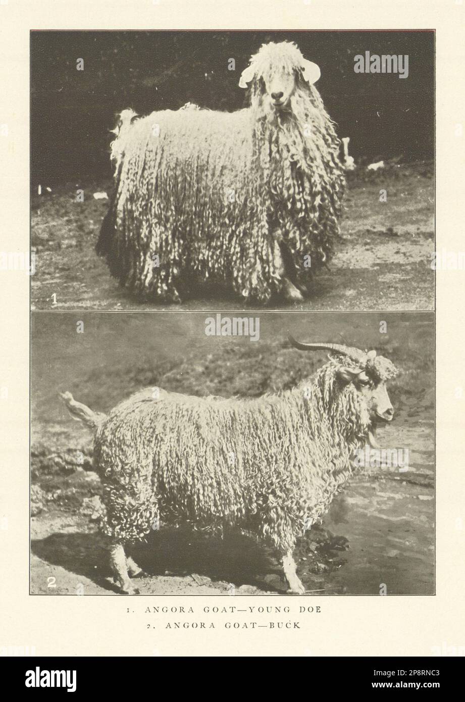 1. Angora Goat-Young Doe. 2. Angora Goat-Buck. . Turkey 1907 old antique print Stock Photo