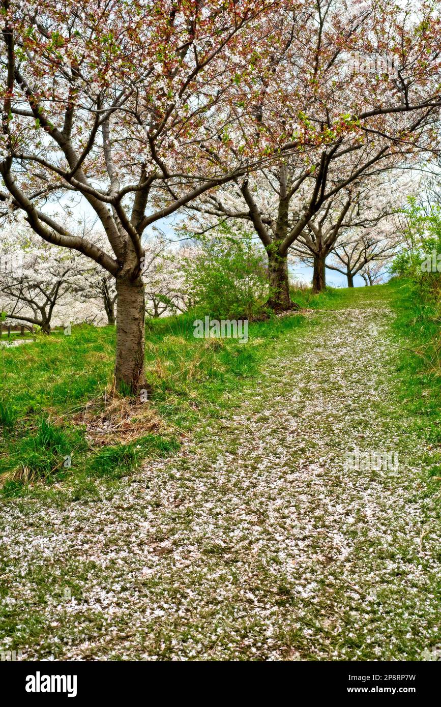 A path up a small hill is covered with fallen cherry blossoms from the trees beside it. Stock Photo