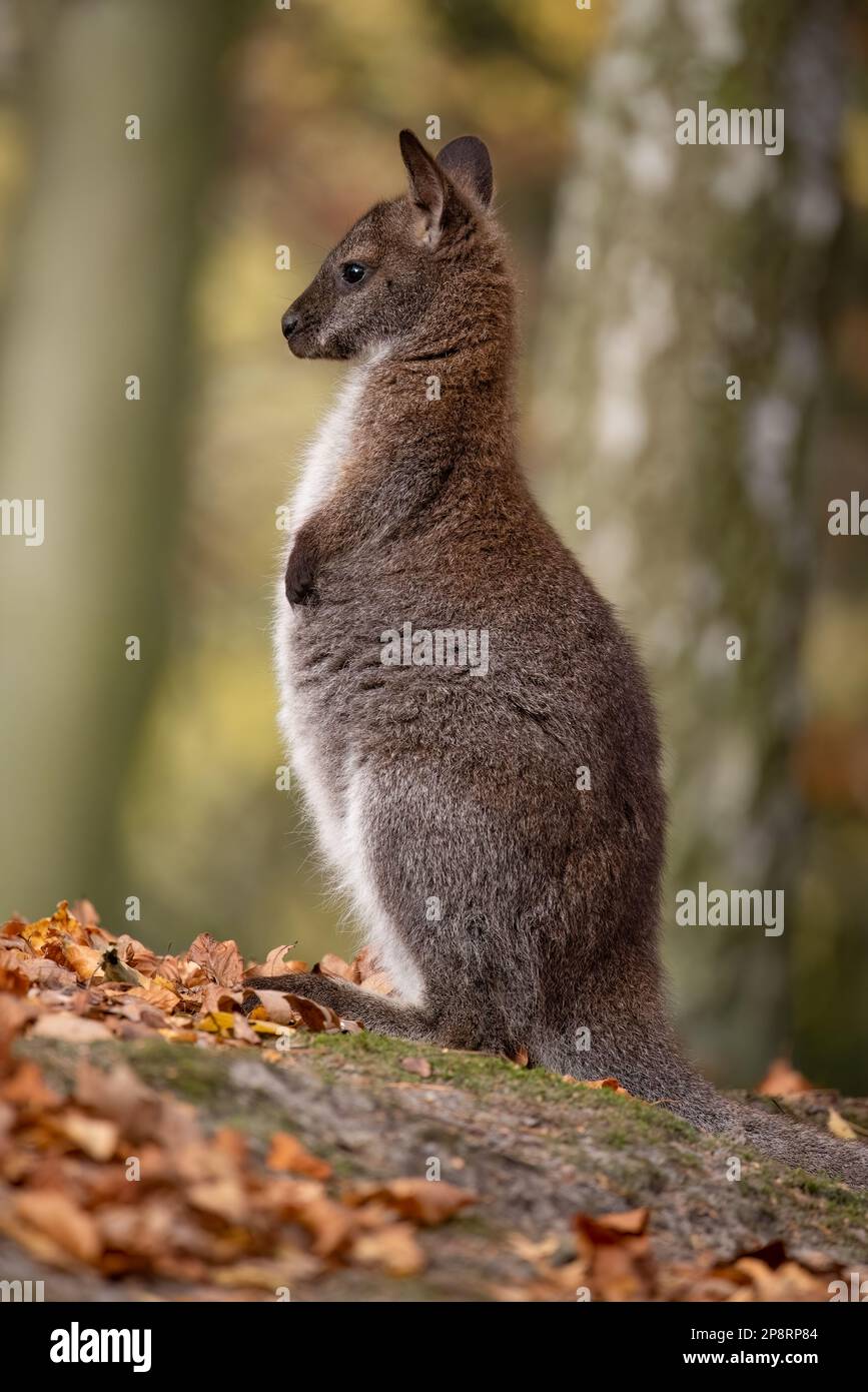 kangaroo in a zoo Stock Photo - Alamy