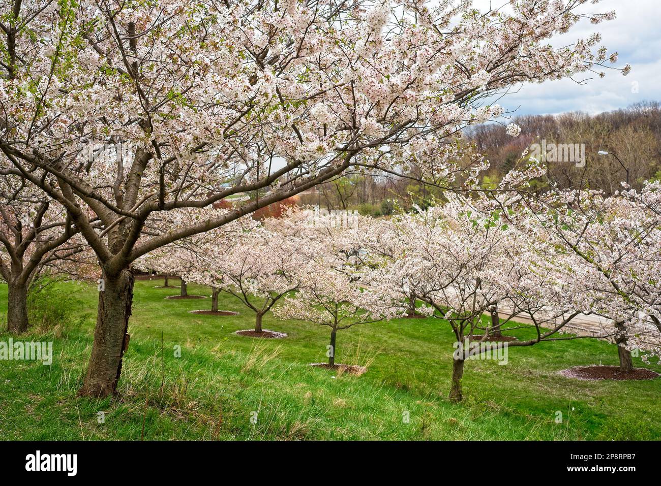 Trees on a small hillside in a Cleveland Ohio park are covered in cherry blossoms Stock Photo