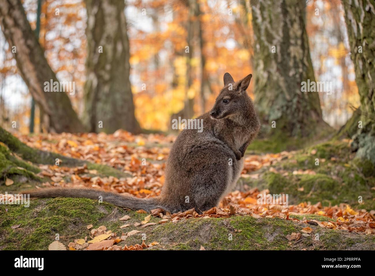 kangaroo in a zoo Stock Photo - Alamy