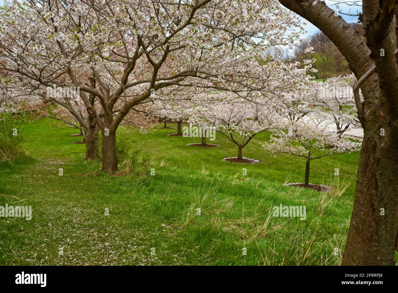 Cherry trees on a small hillside in a Cleveland Ohio park are approaching the end of their spring blossoming. Stock Photo