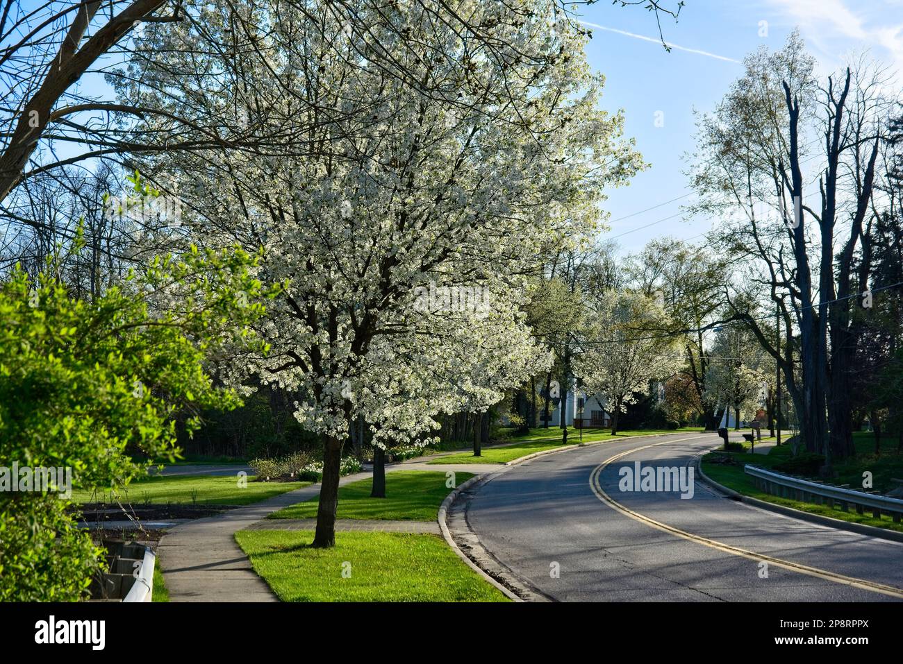 Flowering trees along a street in Twinsburg Ohio bloom in evening