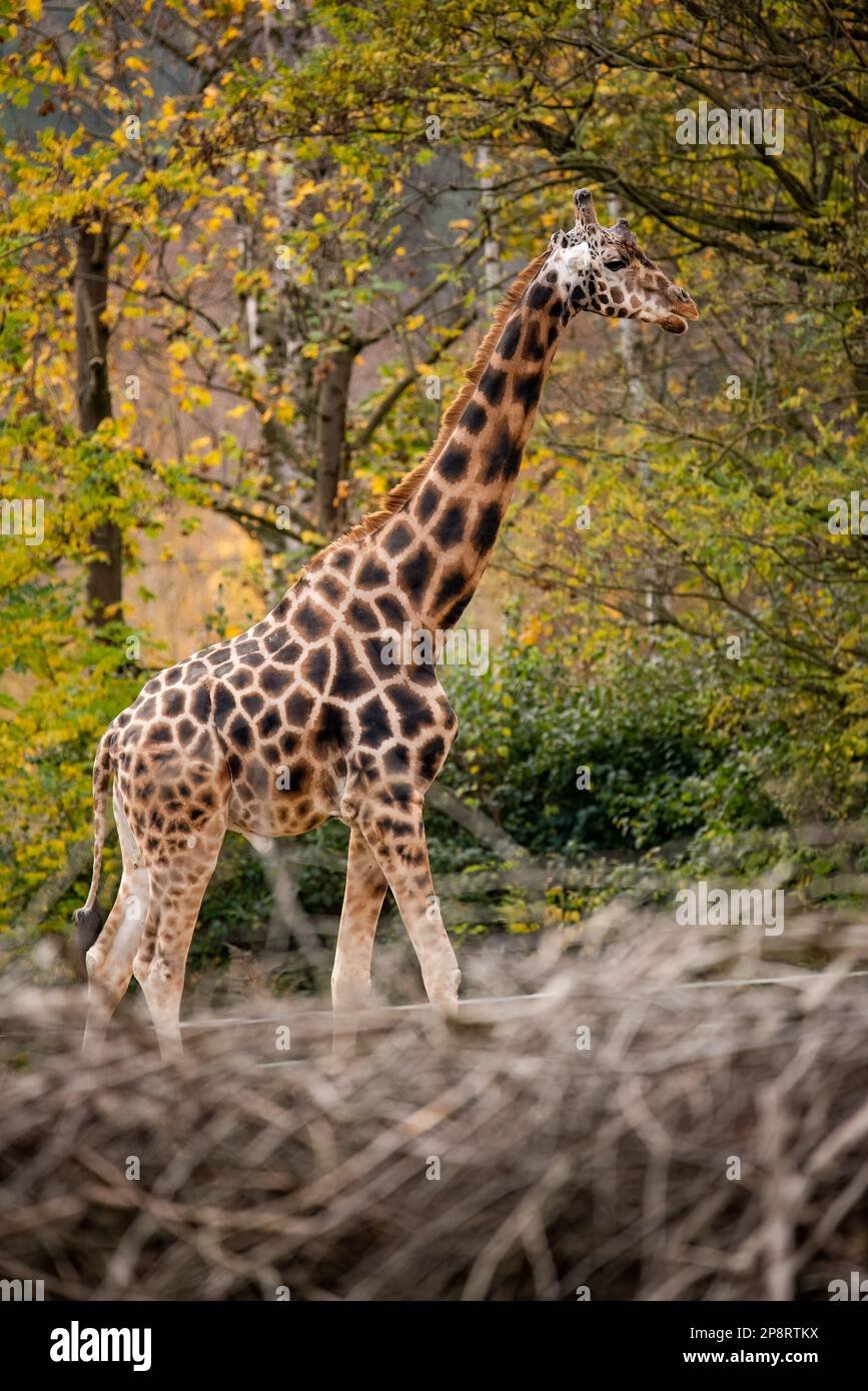 Giraffe wallpaper hi-res stock photography and images - Alamy