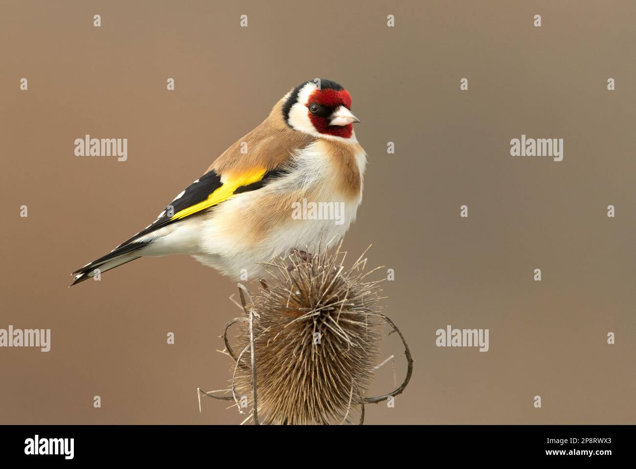 European goldfinch at first light on a cold January day Stock Photo