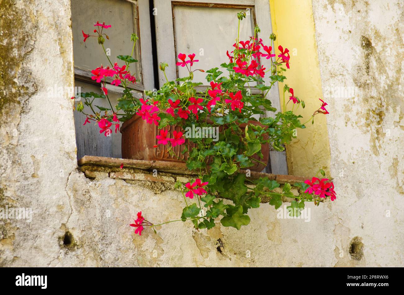 Pot of red geraniums on an old window sill with a background of a ...