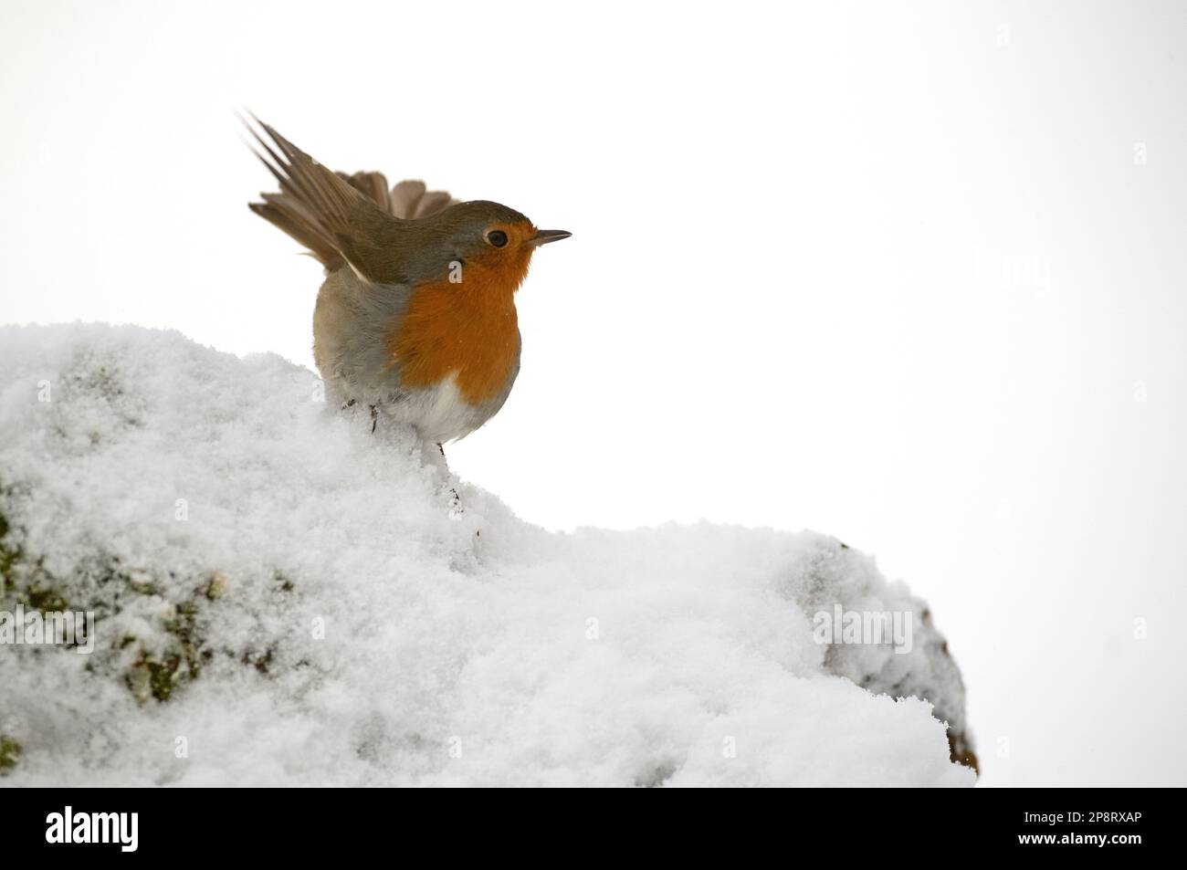 European robin eating red berries in an oak forest under a heavy snowfall on a cold January day Stock Photo