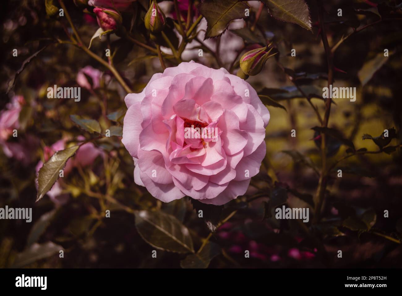 Rose Rosario. Delicate pretty pale pink rose. Beautifully blooming pale  flower. Illuminated by sunset Stock Photo - Alamy