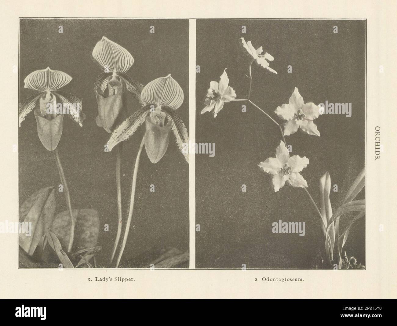 ORCHIDS. 1. Lady's Slipper. 2. Odontoglossum. Flowers 1907 old antique print Stock Photo