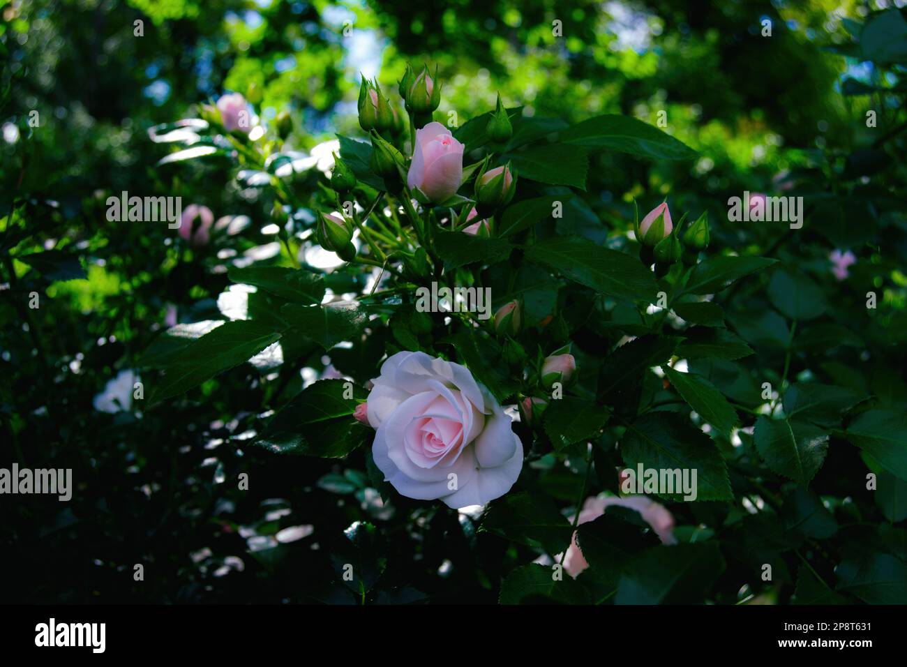 Rosa Aspirin, ground covering shrub rose. Romantic light pink flowers