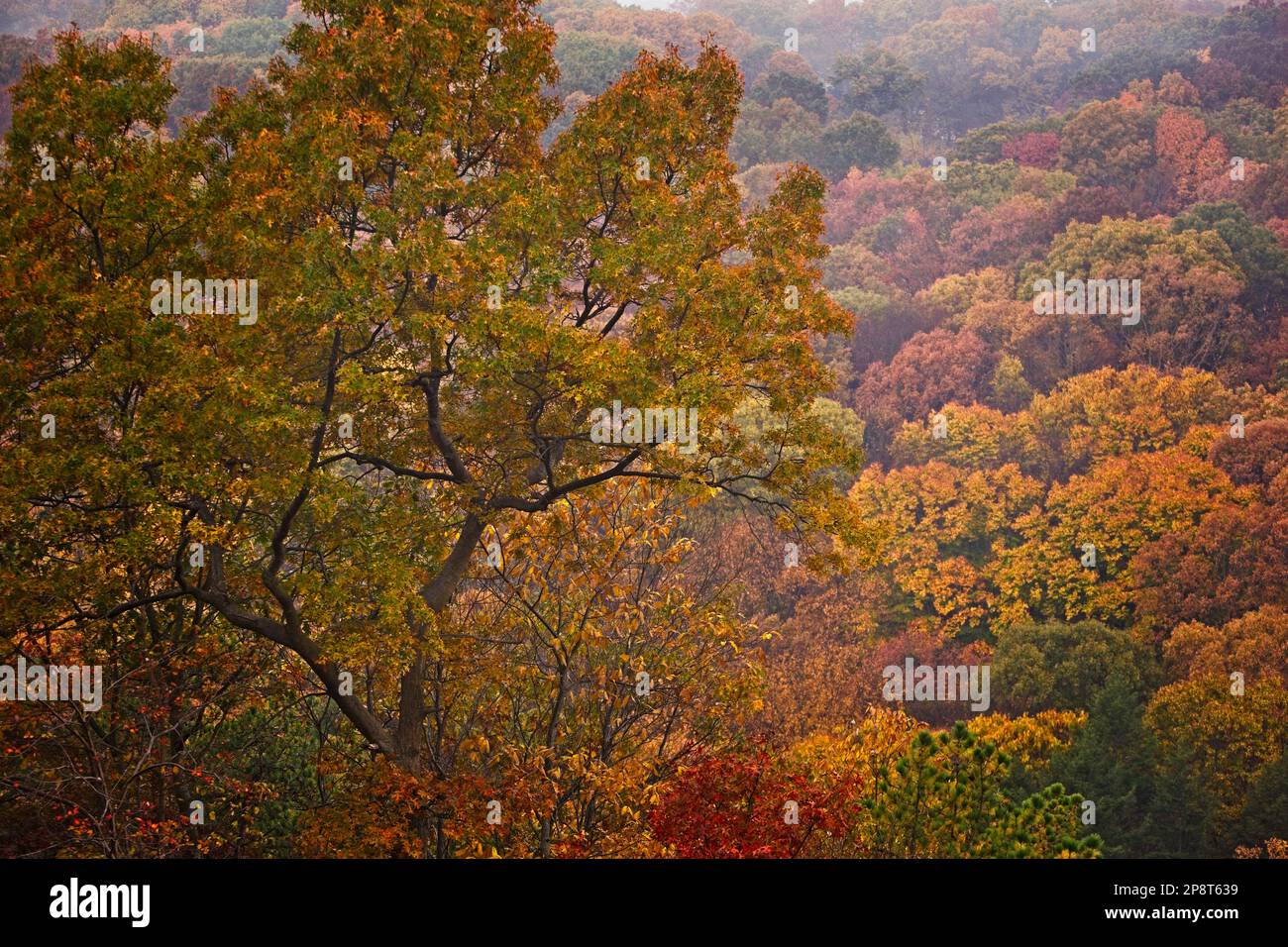 Beautiful fall foliage along the New England hillside Stock Photo