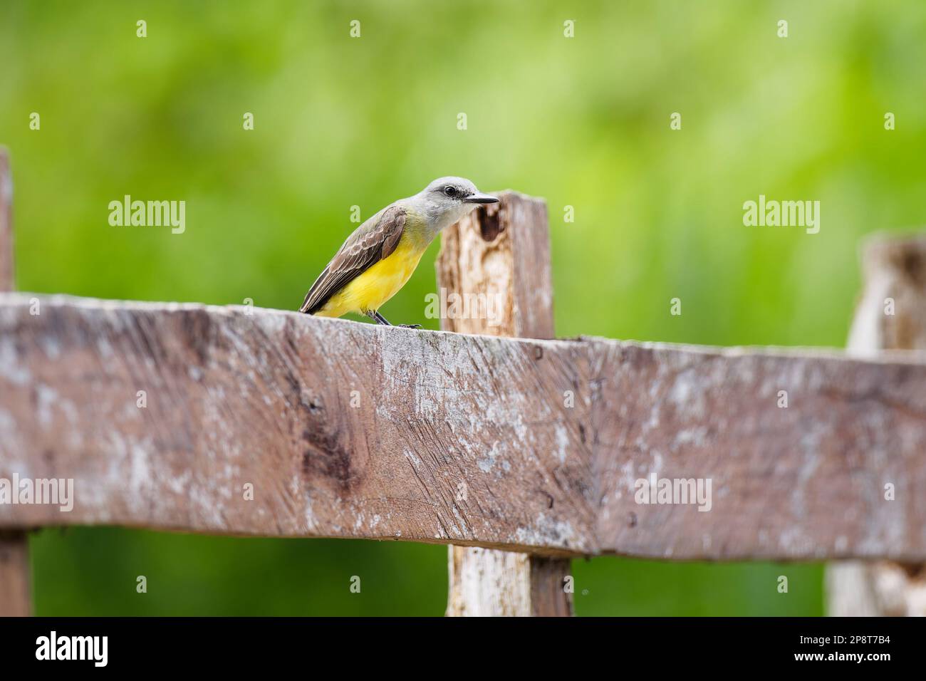 Tropical Kingbird on fence in Costa Rica Stock Photo