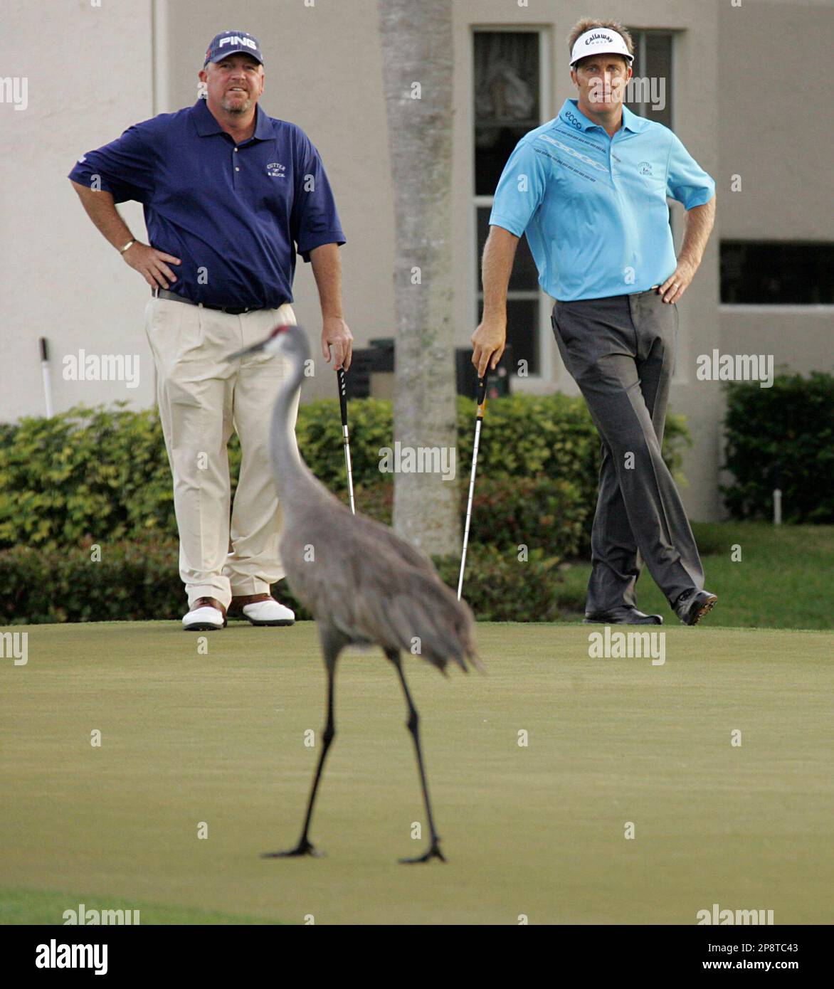 Mark Calcavecchia, left, and Stuart Appleby, from Australia, watch a crane walk across the 17th green during the first round of the Honda Classic golf tournament in Palm Beach Gardens, Fla., Thursday,