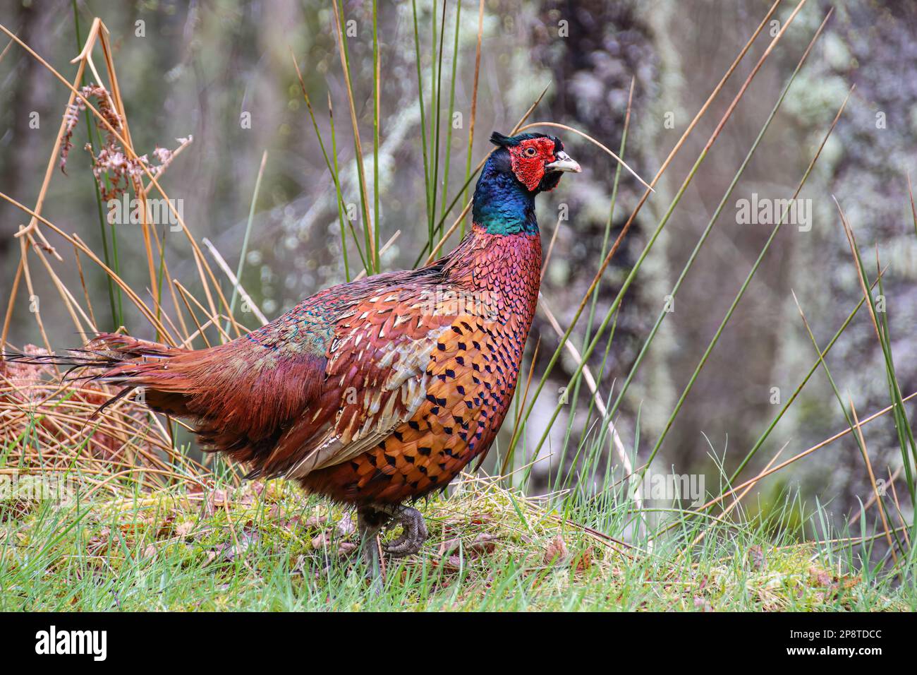 a common pheasant at bridal show in scotland Stock Photo