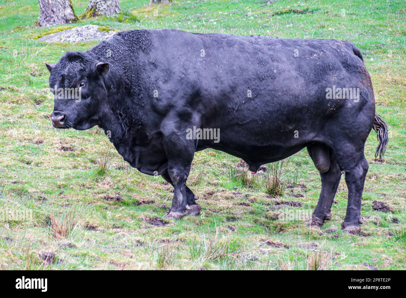 Black Aberdeen Angus pedigree bull on English farm Stock Photo