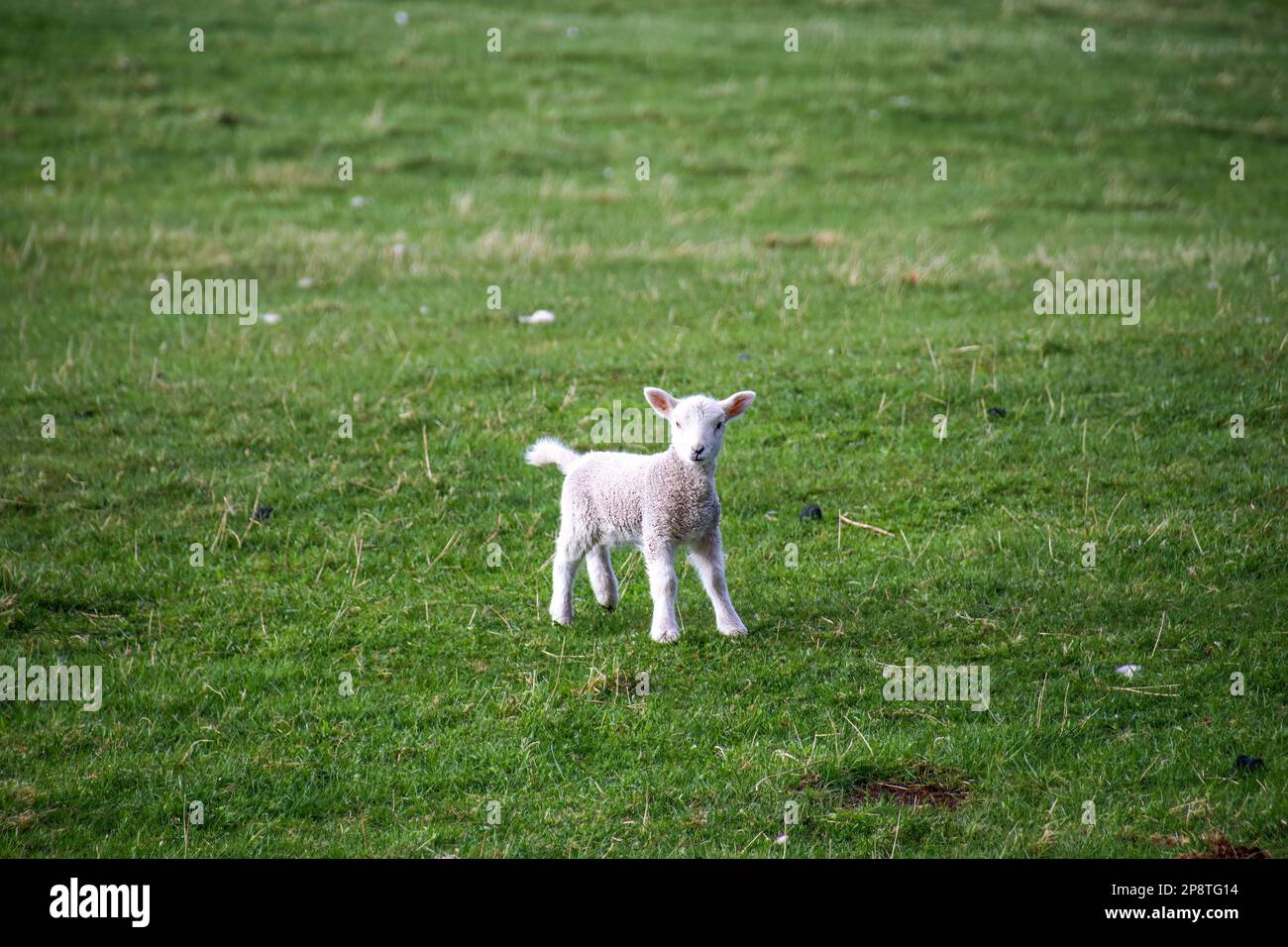 little lamb stretches in the morning Stock Photo