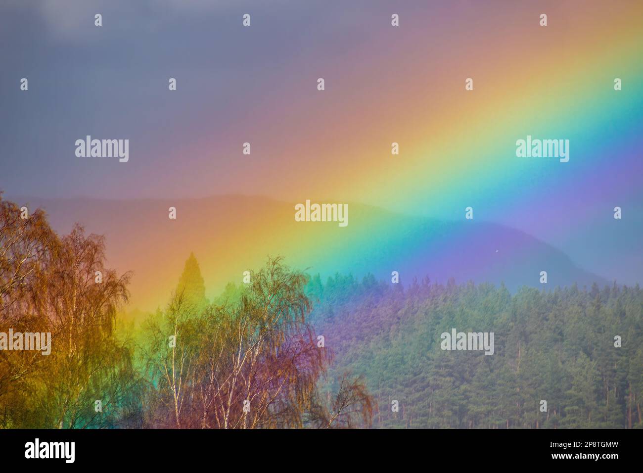 Rainbow over the summer mixed forest, cloudy sky and clear rainbow colors, forest road. Natural landscape. Rainbow colors after rain. Rain clouds. Stock Photo