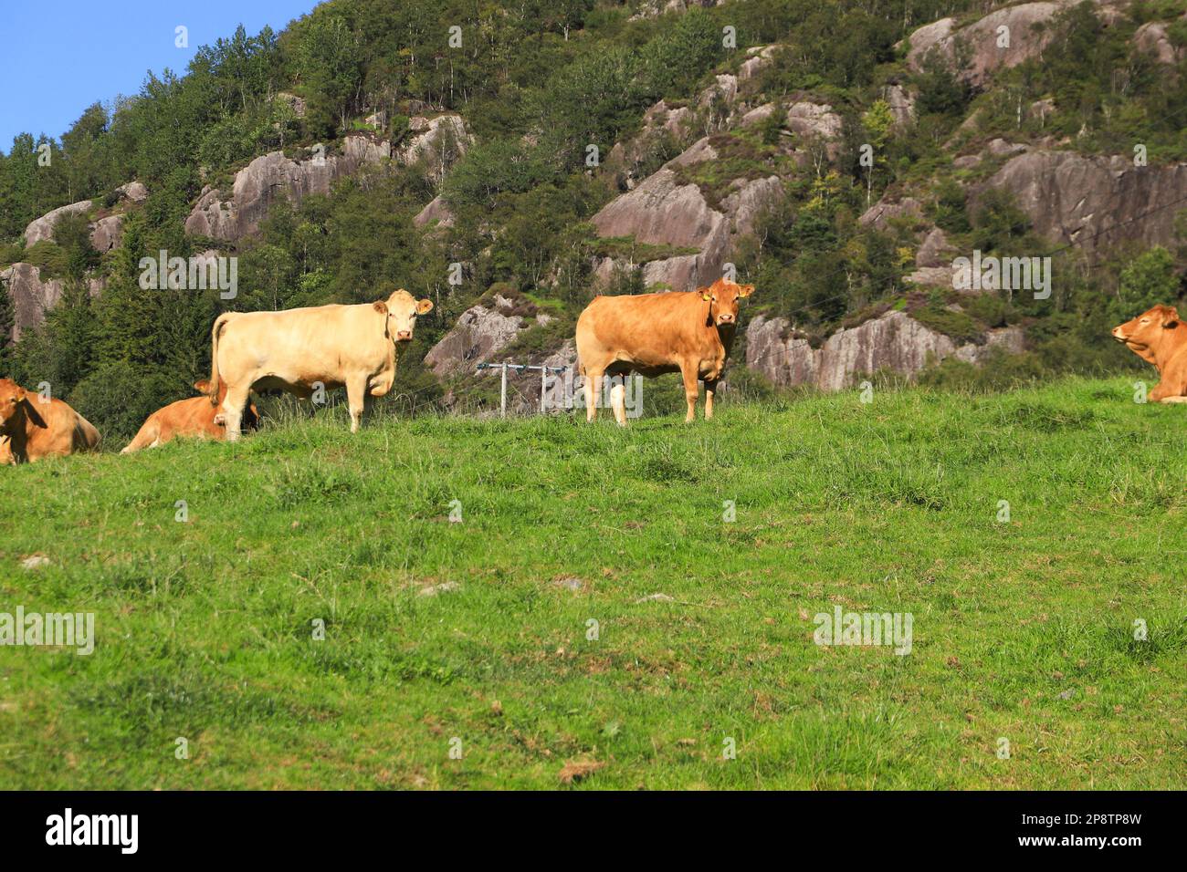 Beautiful brown cows relaxing and grazing on a meadow in the mountains of south norway Stock Photo