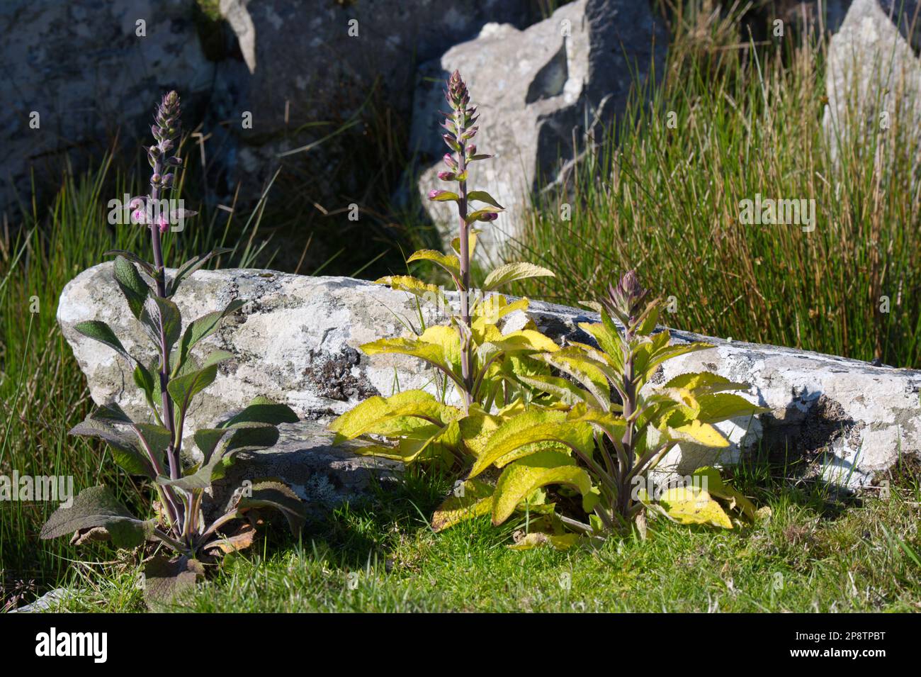 Foxgloves digitalis purpurea at Cloghanmore Megalithic Court Tomb at Malin More County Donegal EIRE Stock Photo