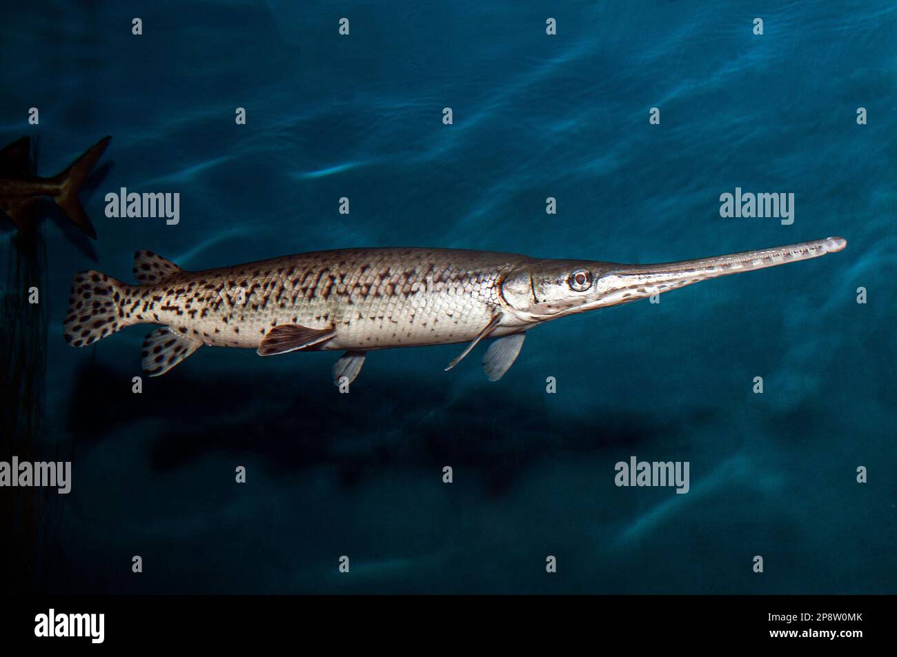 Longnose gar swimming right Stock Photo