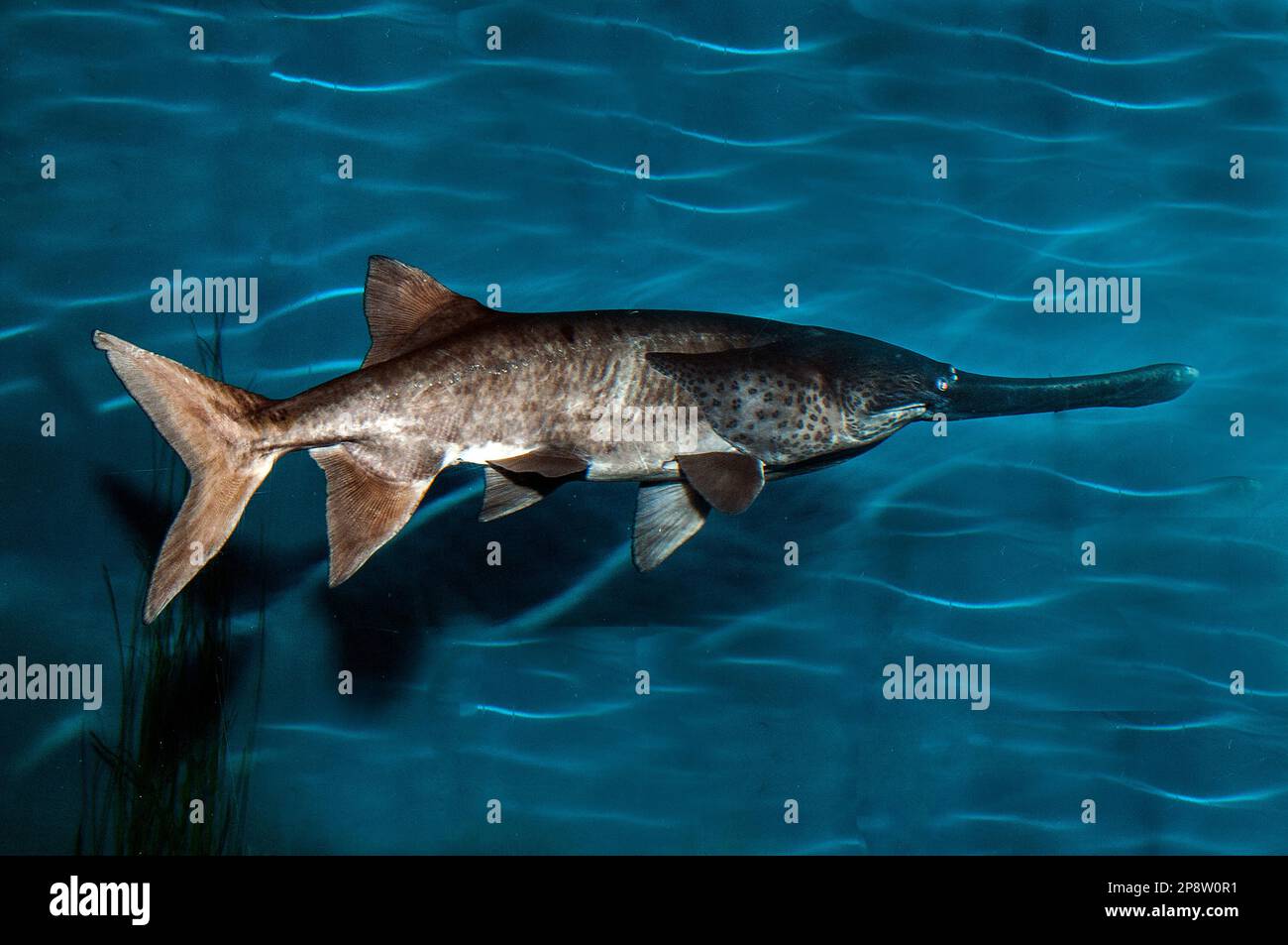 Paddlefish swimming right Stock Photo Alamy