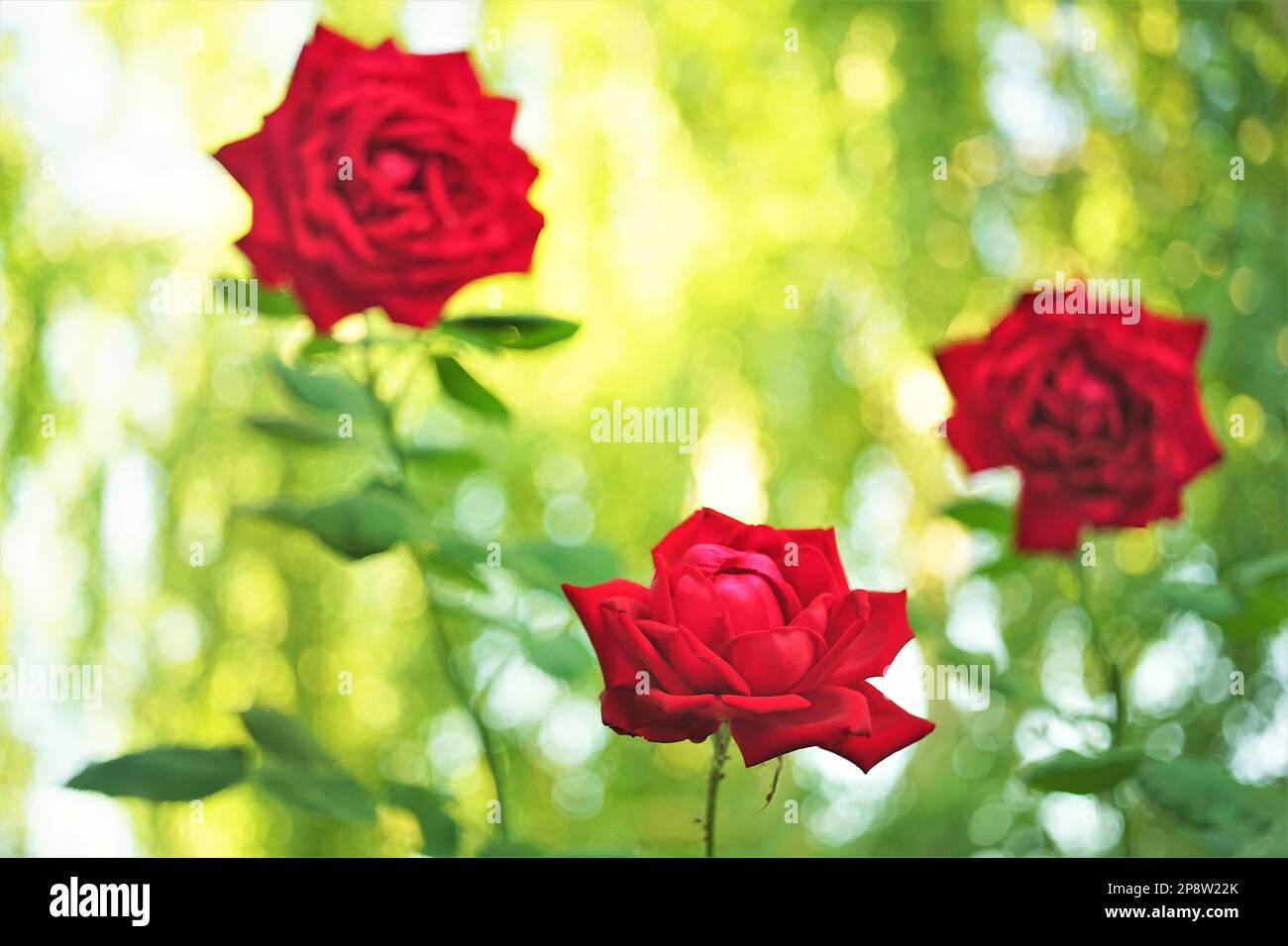 Sunny Red Roses Three red roses bush grow in sunny summer garden Stock Photo - Alamy