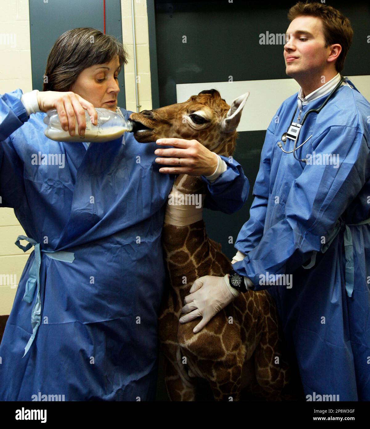 Molly, a 3dayold baby giraffe, is bottlefed by neonatal veterinarian