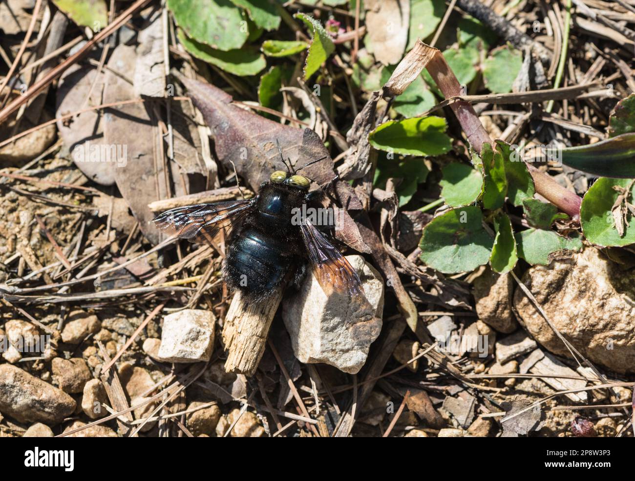 Carpenter Bee (Xylocopa sp) resting on the ground Stock Photo