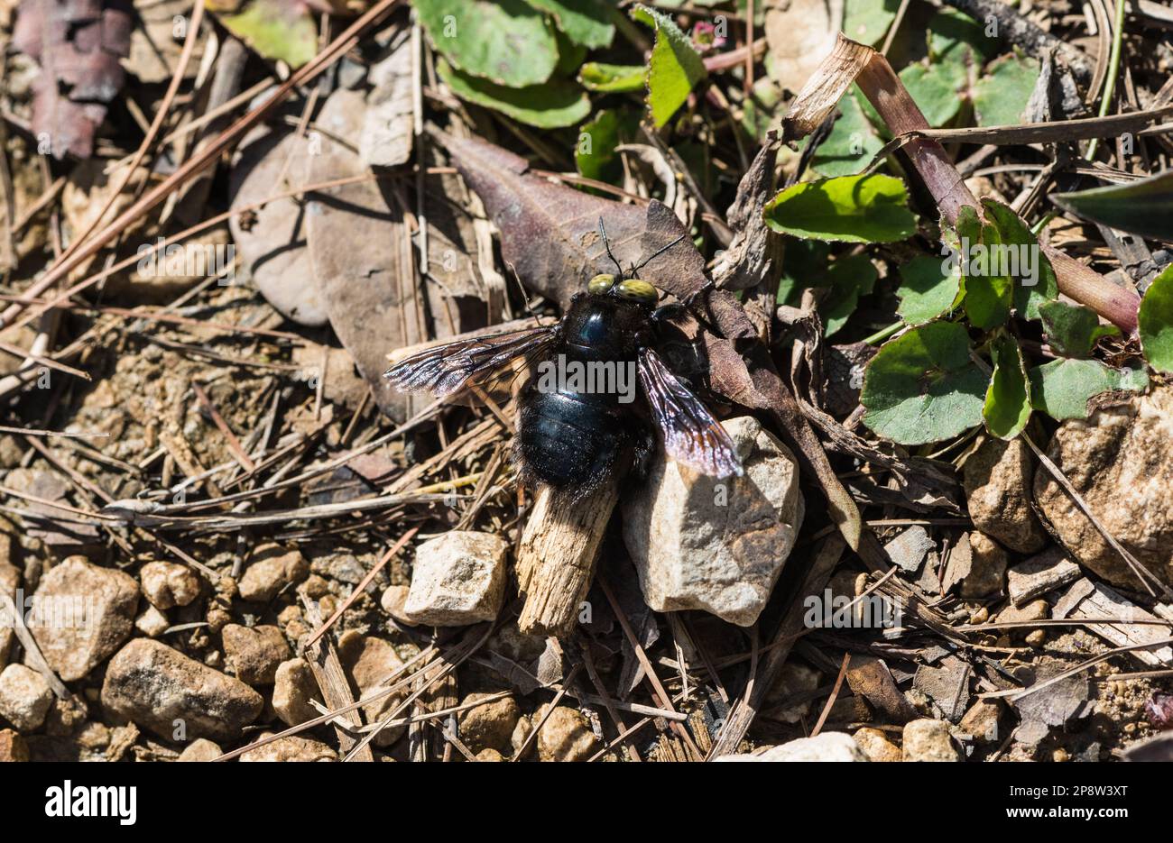 Carpenter Bee (Xylocopa sp) resting on the ground Stock Photo
