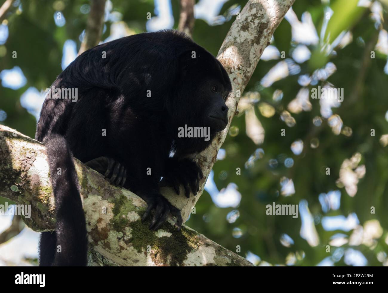 Yucatan Black Howler (Alouatta pigra) in trees in Chiapas State, Mexico Stock Photo