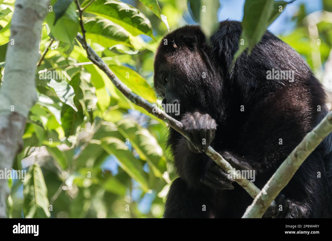 Yucatan Black Howler (Alouatta pigra) in trees in Chiapas State, Mexico Stock Photo