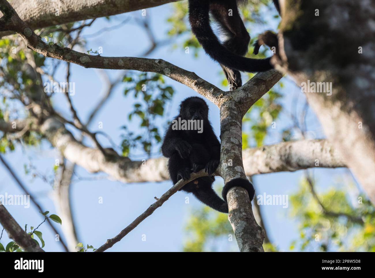 Young Yucatan Black Howler (Alouatta pigra) in trees in Chiapas State, Mexico Stock Photo