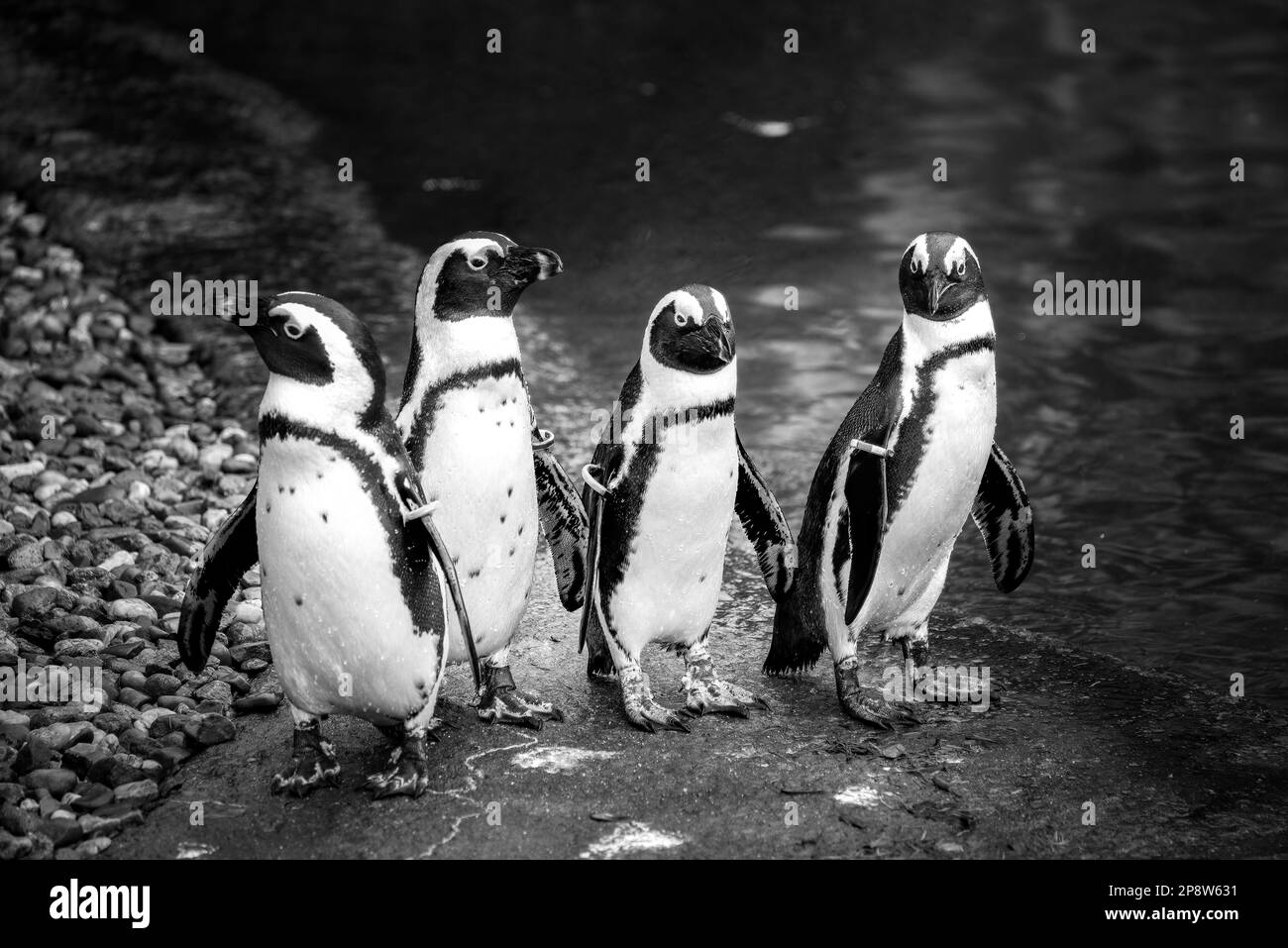 group of penguins Stock Photo