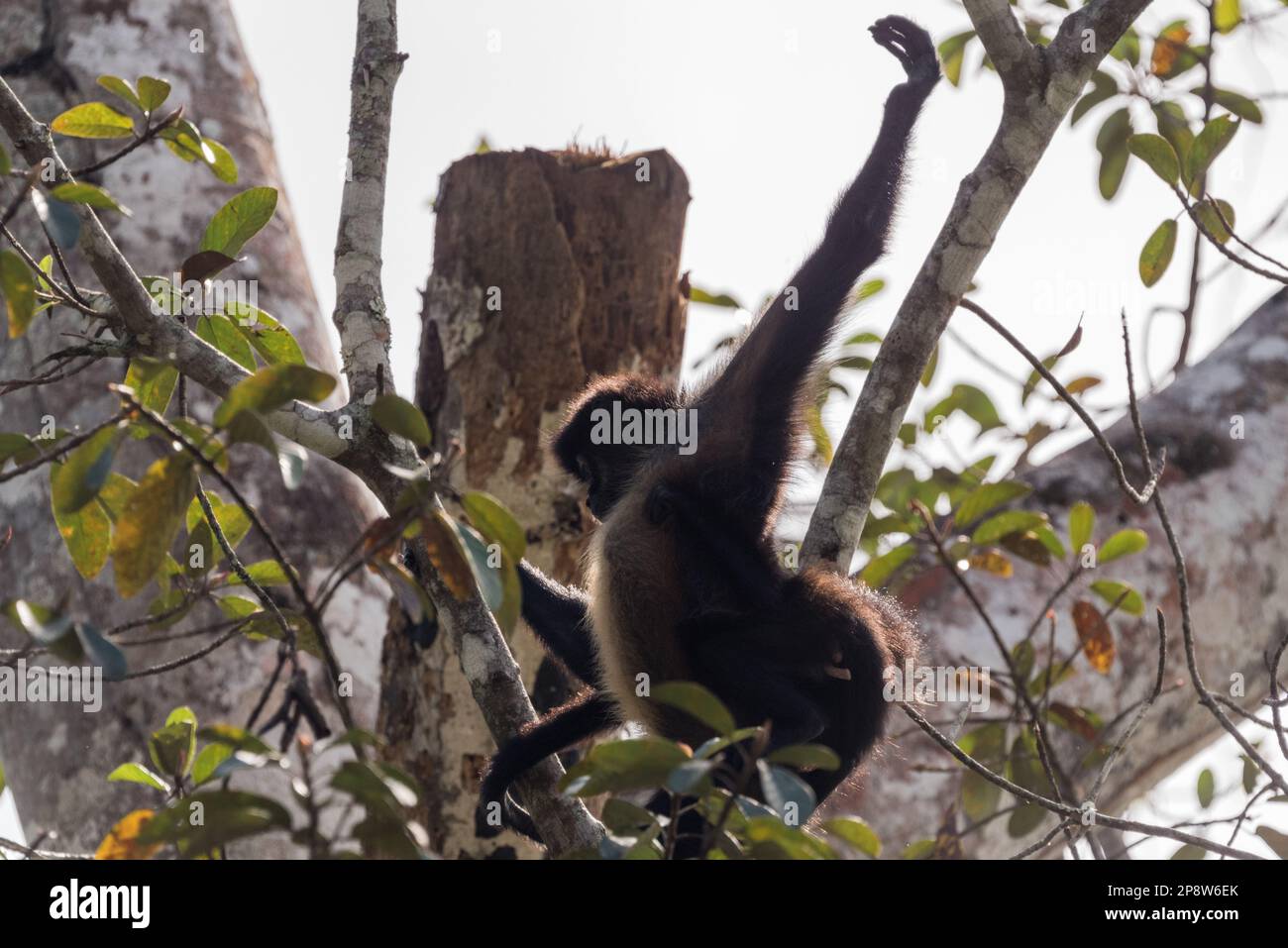 Macaco aranha hi-res stock photography and images - Alamy