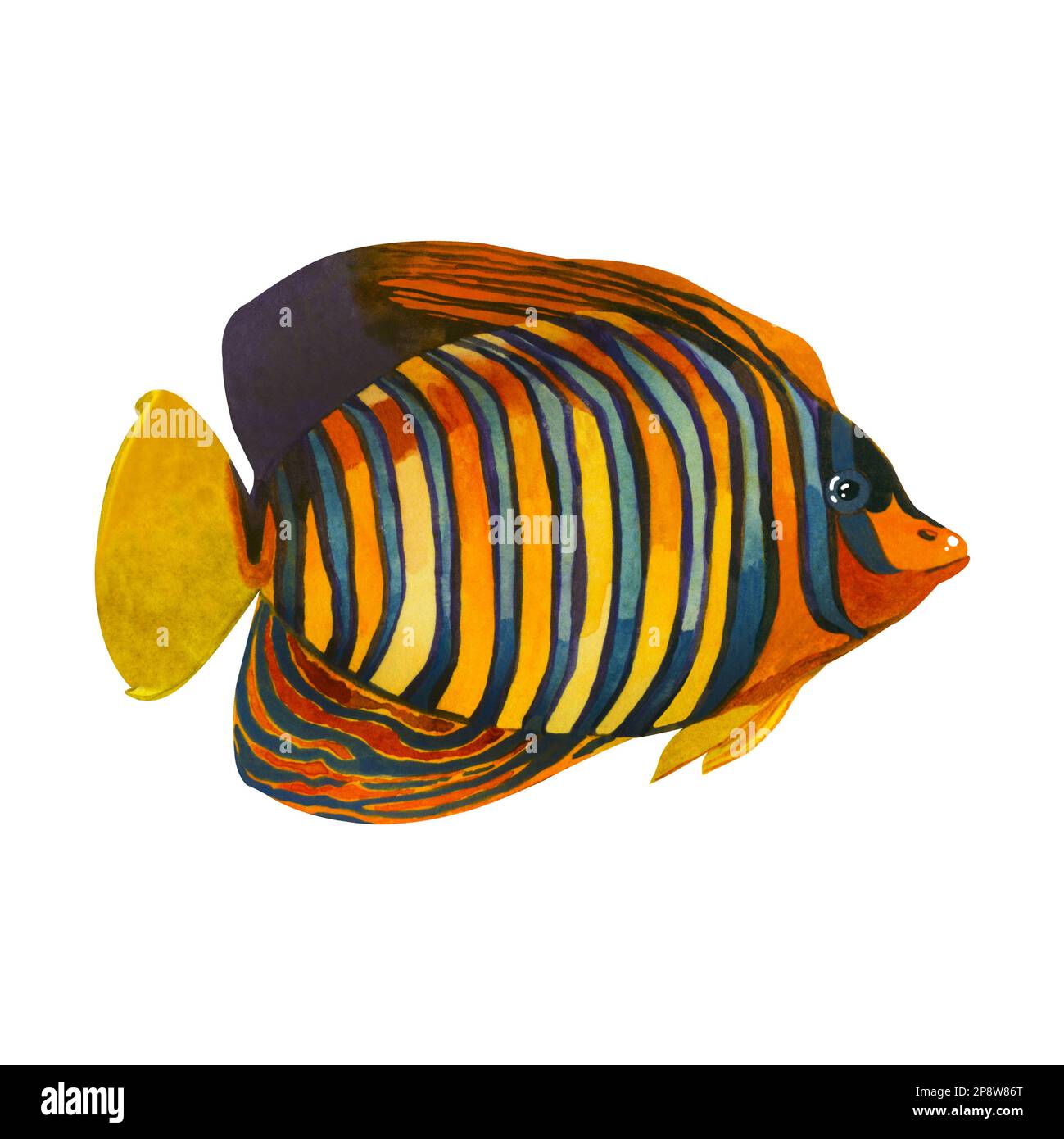 Tropical fish. Watercolor illustration, royal angel fish hand drawn in watercolor orange stripes on a white background. Suitable for printing on fabri Stock Photo