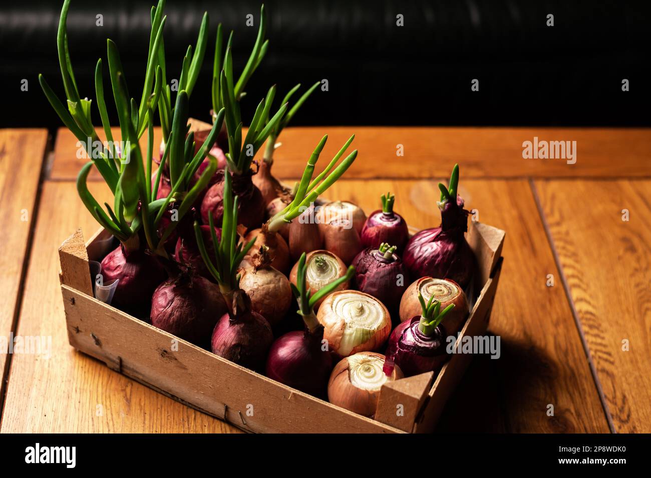 growing green onions in box. Gardening inside house. Green onion growth