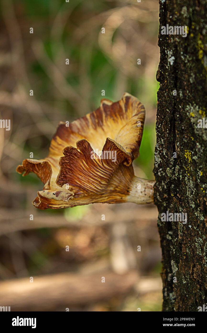 Goiania, Goias, Brazil – March 04, 2023: Close-up on parasitic fungus on a tree trunk in a park. Stock Photo