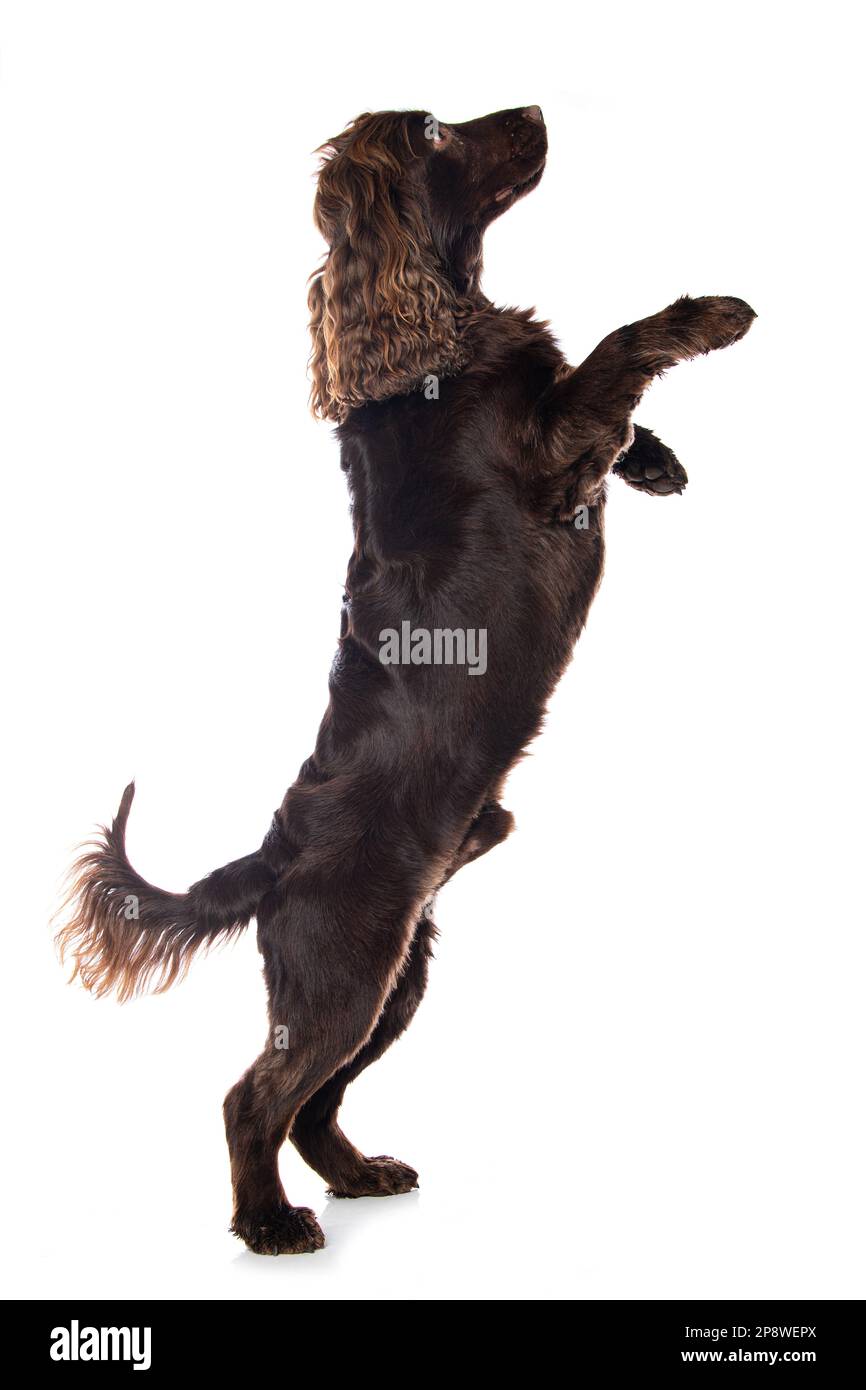 Cocker spaniel dog standing on hind legs isolated on white Stock Photo
