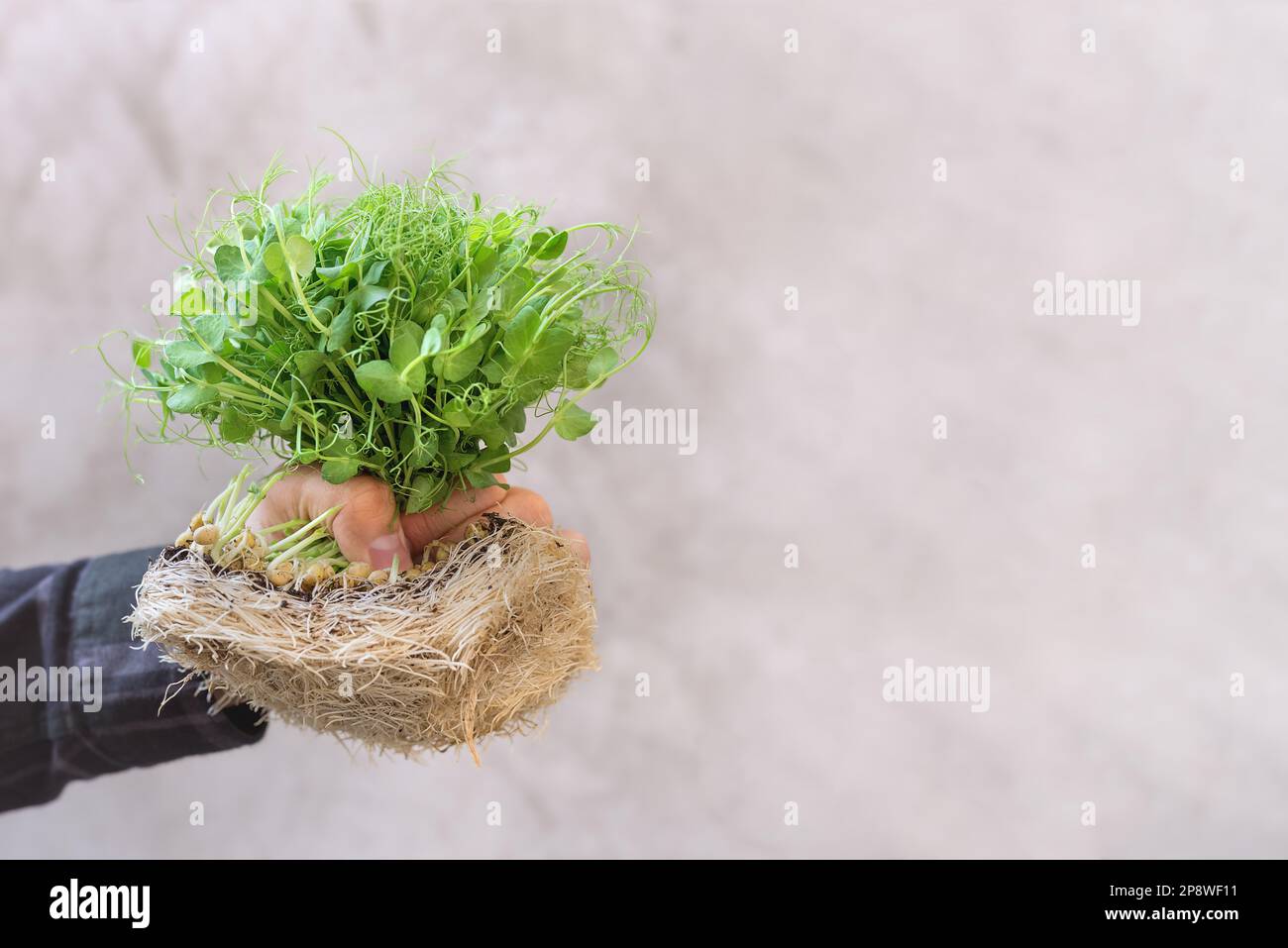 Pea microgreens with seeds and large roots in man's hand. Germination