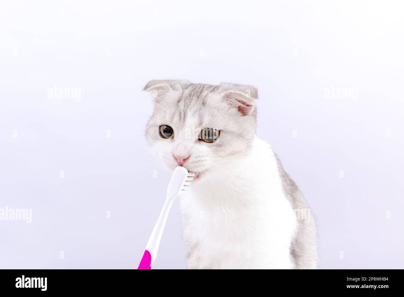 Female vet holding toothbrush for cats in her hands. Oral hygiene for