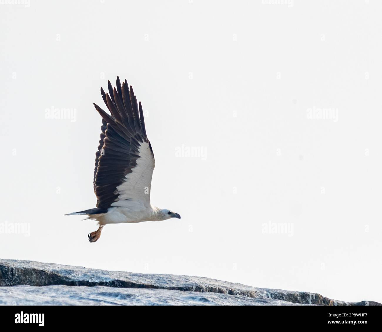 White bellied sea eagle in flight hi-res stock photography and images ...