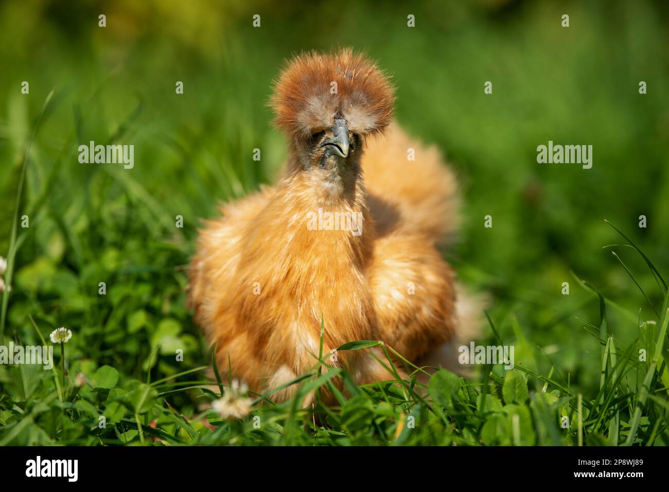 Silkie chicken in nature background Stock Photo - Alamy