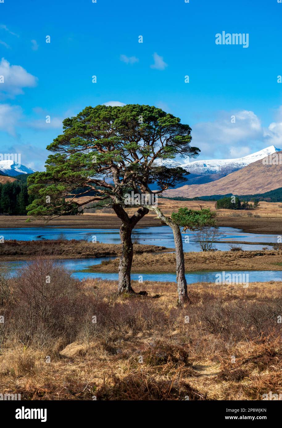 Scots pines on the banks of Loch Tulla .near Bridge of Orchy and Glen Coe in Scotland It lies north-east of the Inveroran Hotel,. Stock Photo
