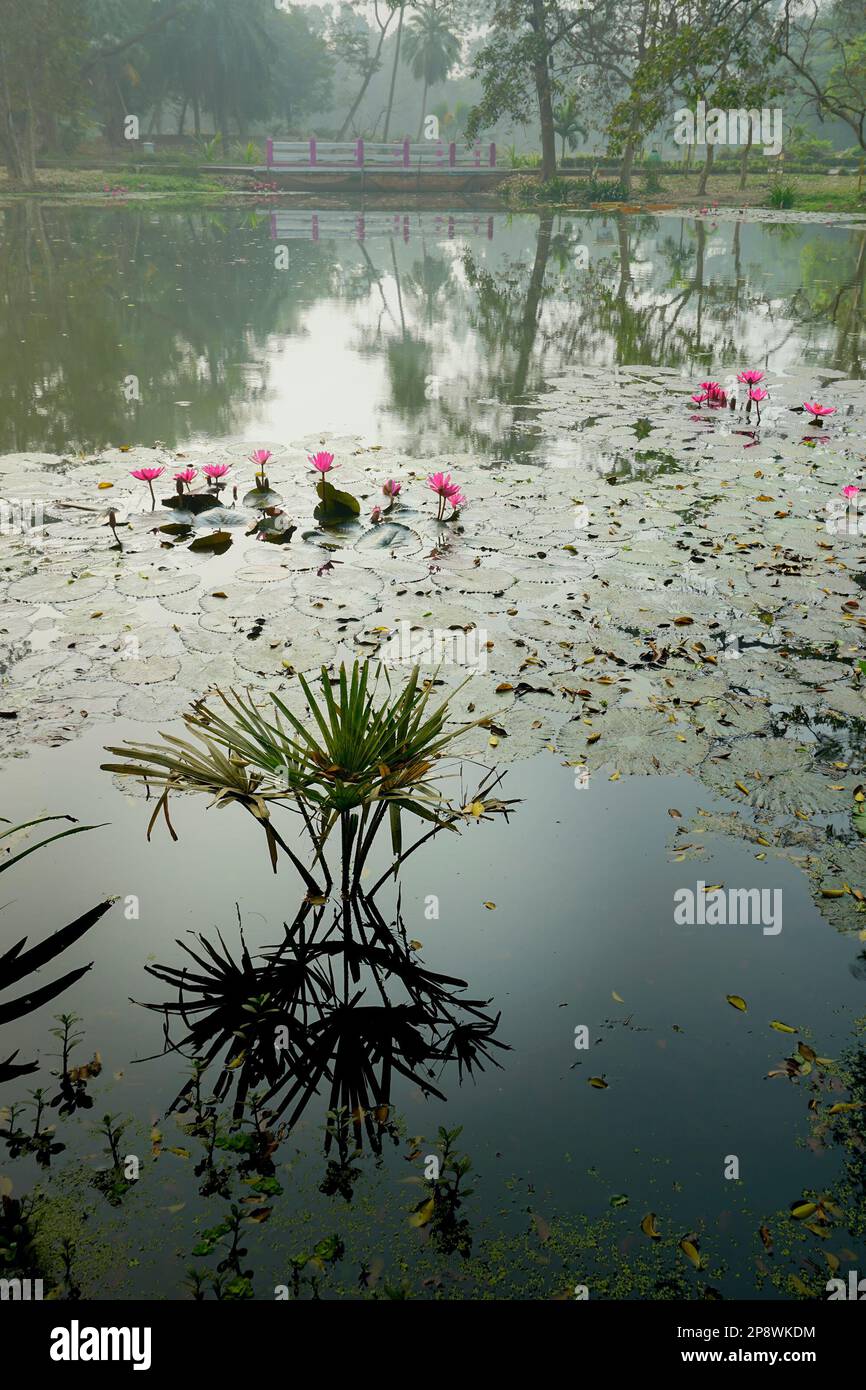 Muted color image of reflection of a palm tree over the water of a lake, full of leaves of water lilies, family Nymphaeaceae, freshwater plant. Stock Photo